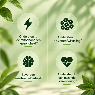 Elvantera Amla Superfruit